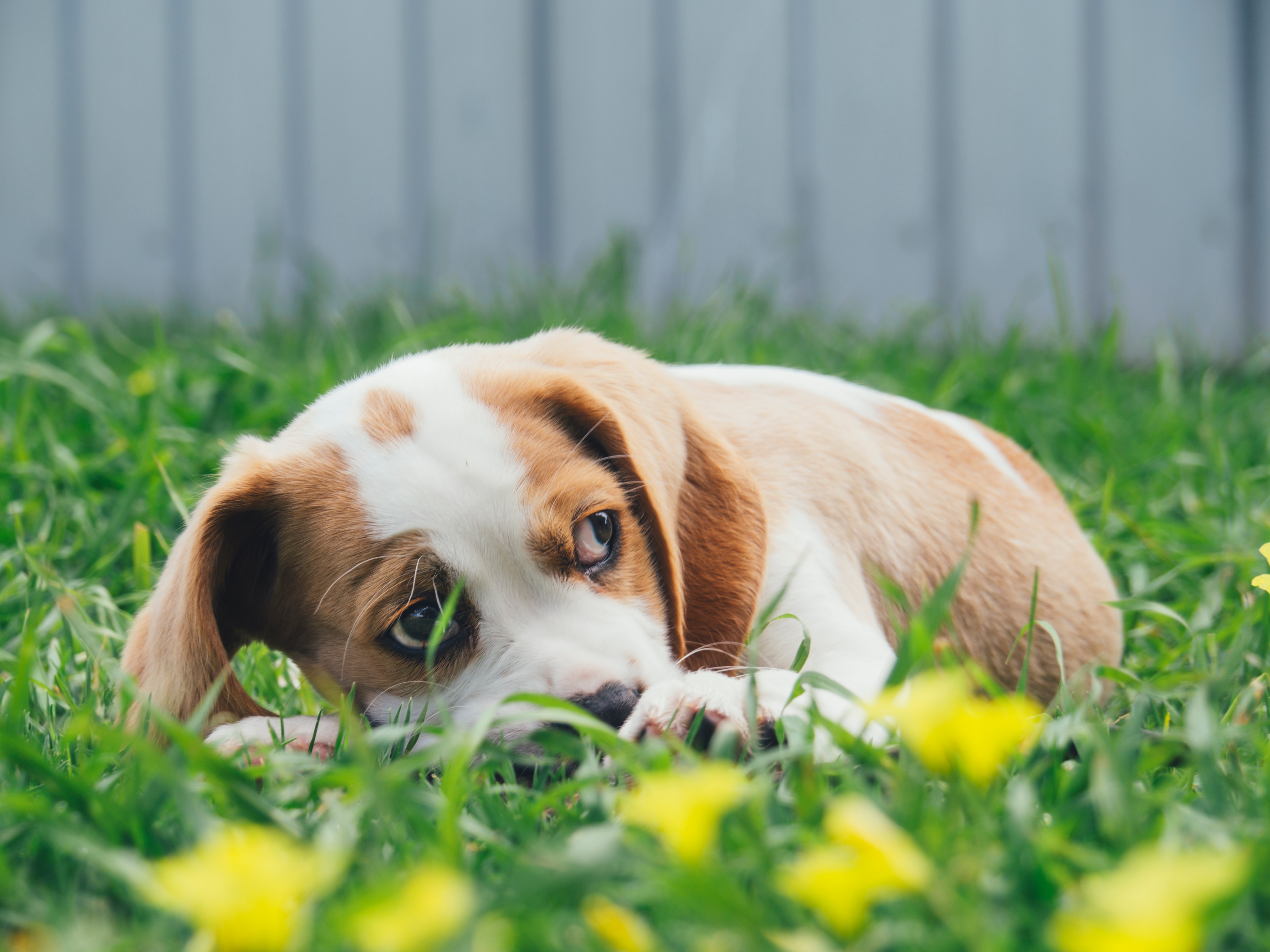 Que se passetil si mon animal se fait piquer par une abeille ? Pawshake Blog