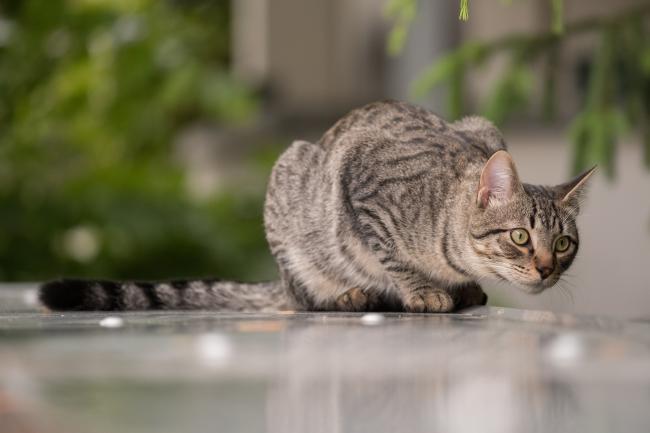 Hunting tabby cat