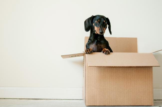 un chien noir est dans un carton