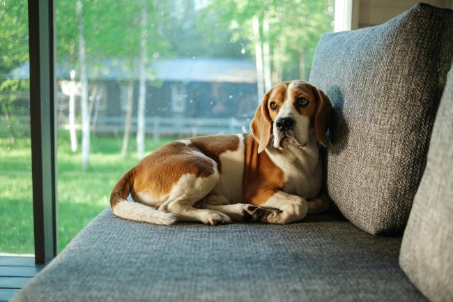 un chien est allongé sur un canapé